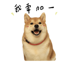 594067646