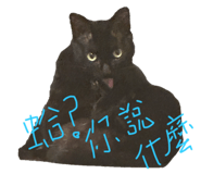 594177826
