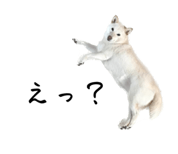 594249409