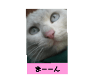 594262190