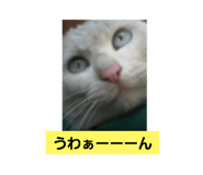 594262191