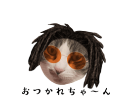 594268116
