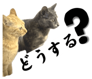 594270512