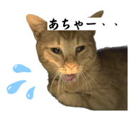 594270522
