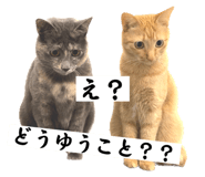 594270525