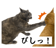 594270539