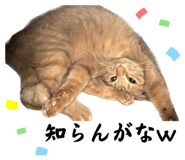 594270540