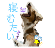 594304328