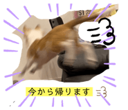 594304339