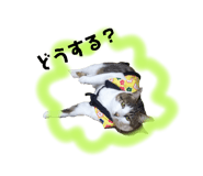 594328913