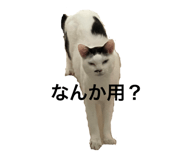 594475360
