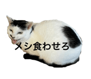 594475361