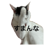 594475365