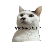 594475371