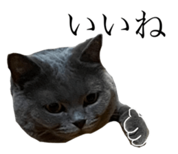 594475833