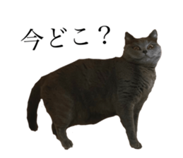 594475852