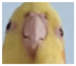 594524109