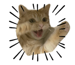 594525040