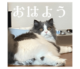 594690166
