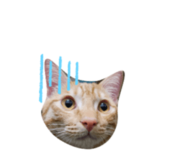 594788385