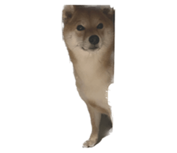 594867775