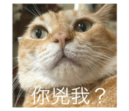 595111716