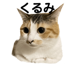 595386525