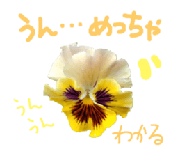 595553584