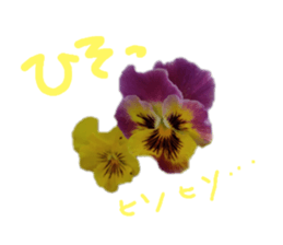 595553586