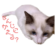 595804243