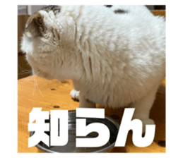 595897040