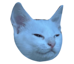 595953264