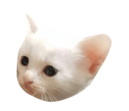 595953265