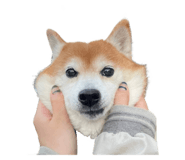 596015074
