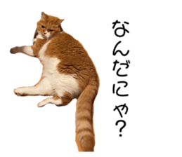 596113865