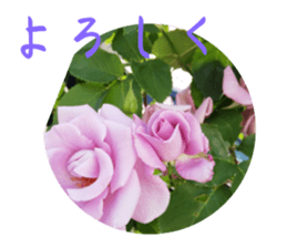 596181812