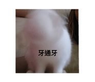 596229637
