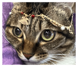 596271081