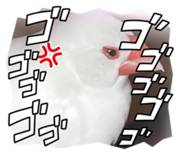 596295542