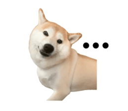 596303388