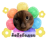 596557008