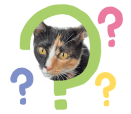 596694096