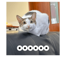 596946379
