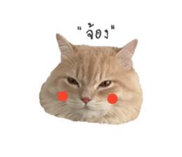 596951443