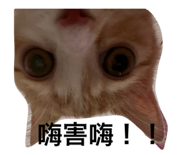 597204589
