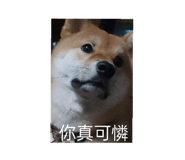 597227268