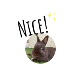 597529011