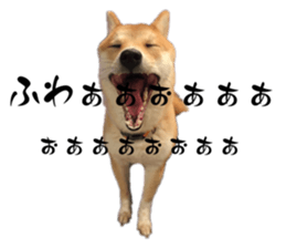 597558866