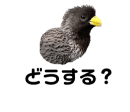 597572323
