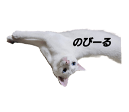 597600900